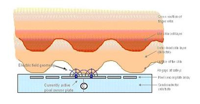 電容式指紋采集視圖