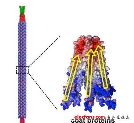 M13噬菌體的形狀。制成了長(zhǎng)880nm，直徑為6.6nm的棒狀。構(gòu)成外膜部分的2700個(gè)蛋白質(zhì)各呈螺旋狀，在外力作用下產(chǎn)生變形時(shí)就會(huì)極化