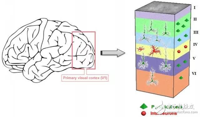 深度神經(jīng)網(wǎng)絡(luò)（DNN）=人類大腦皮層結(jié)構(gòu)？