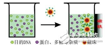 什么是生物磁珠_(kāi)磁珠法提取DNA簡(jiǎn)介